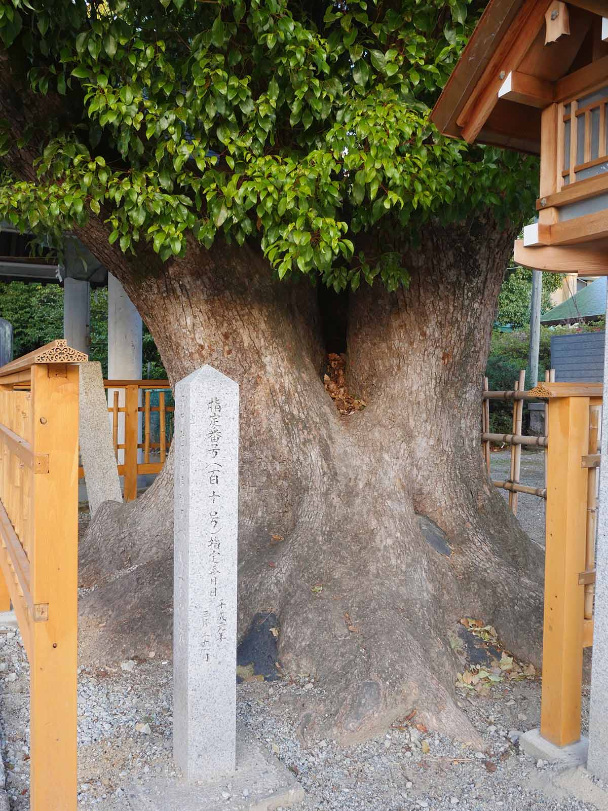 大鳥大社の巻込クス