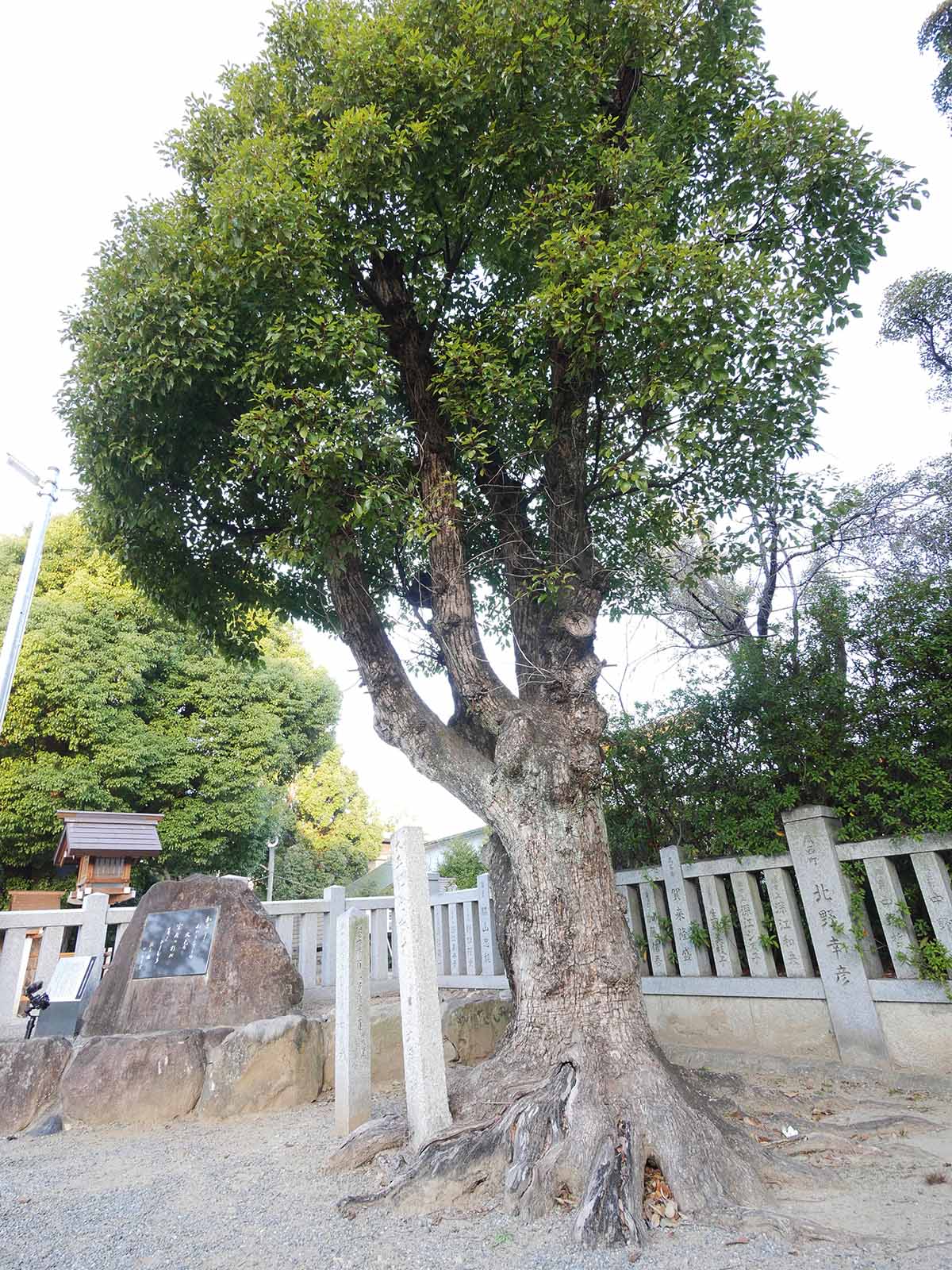 大鳥大社の巻込クス