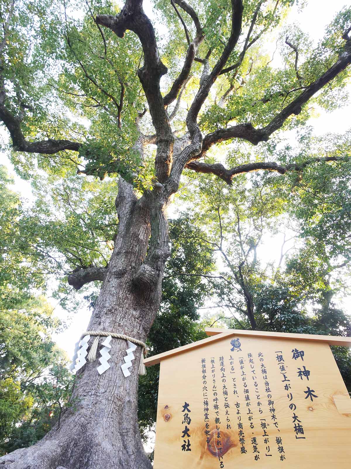 大鳥大社の巻込クス