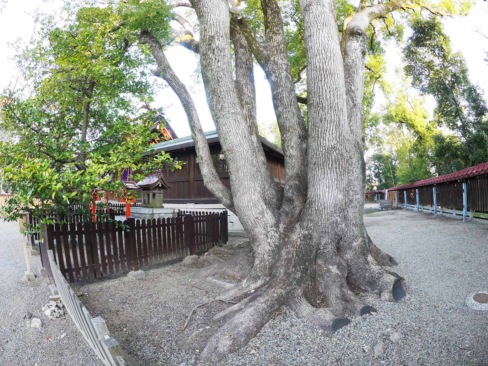 大鳥大社の五幹クス