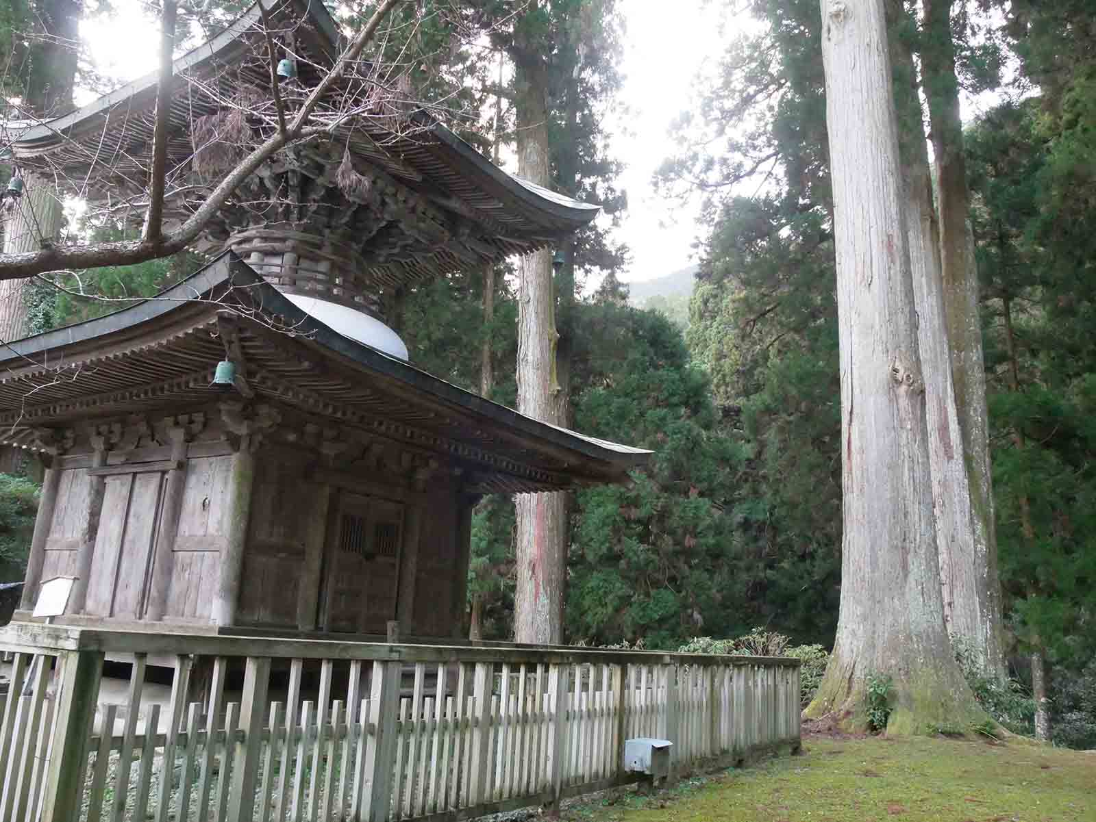 岩湧寺の老杉の森