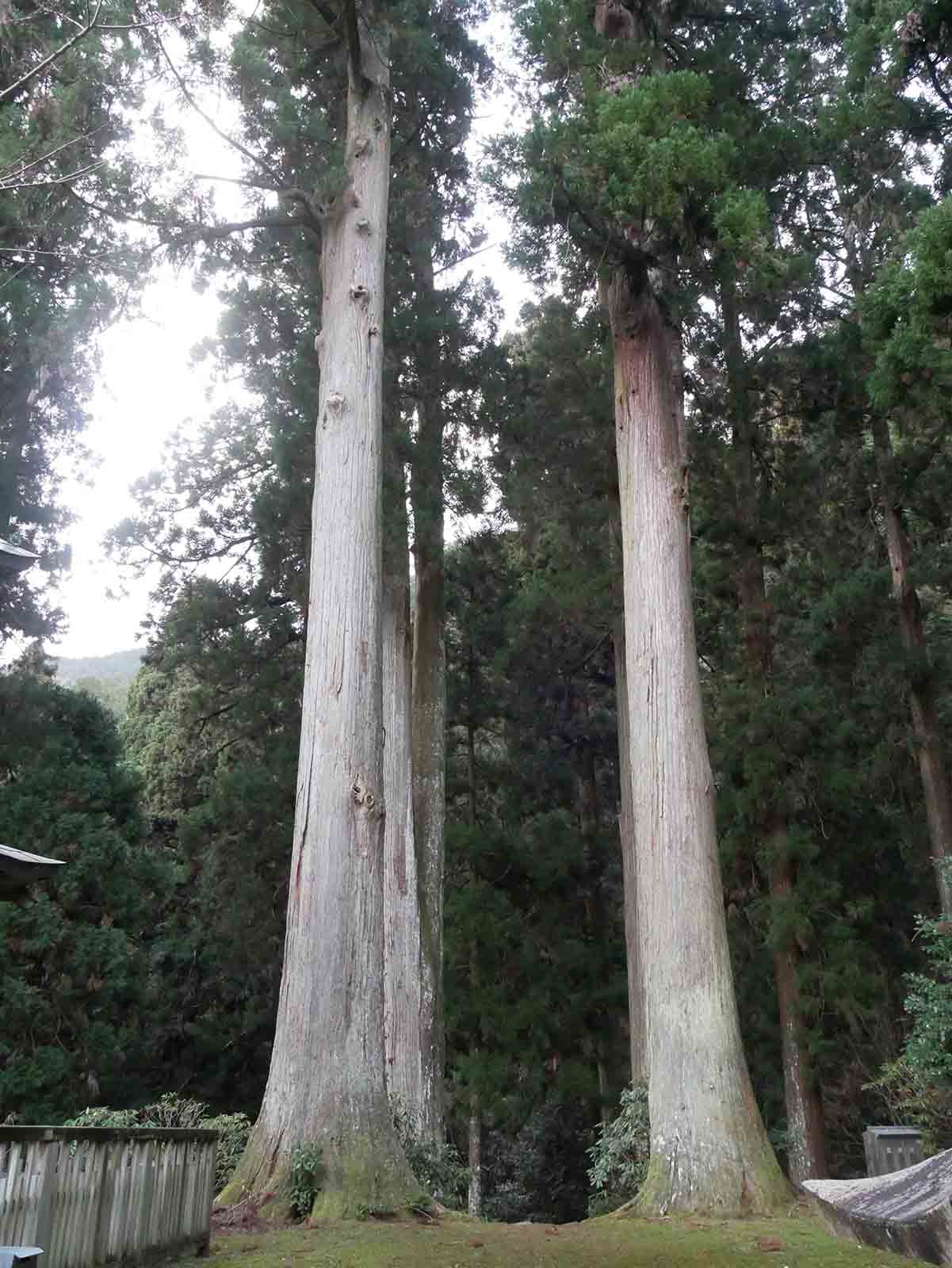 岩湧寺の老杉の森