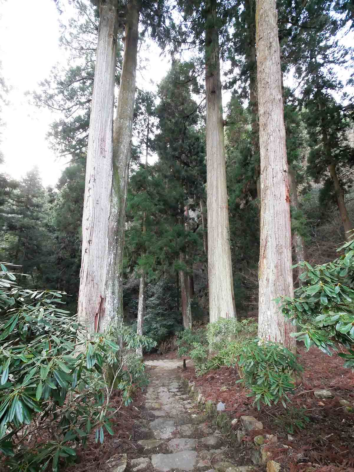 岩湧寺の老杉の森