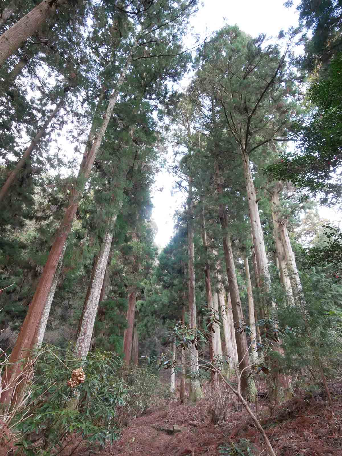 岩湧寺の老杉の森