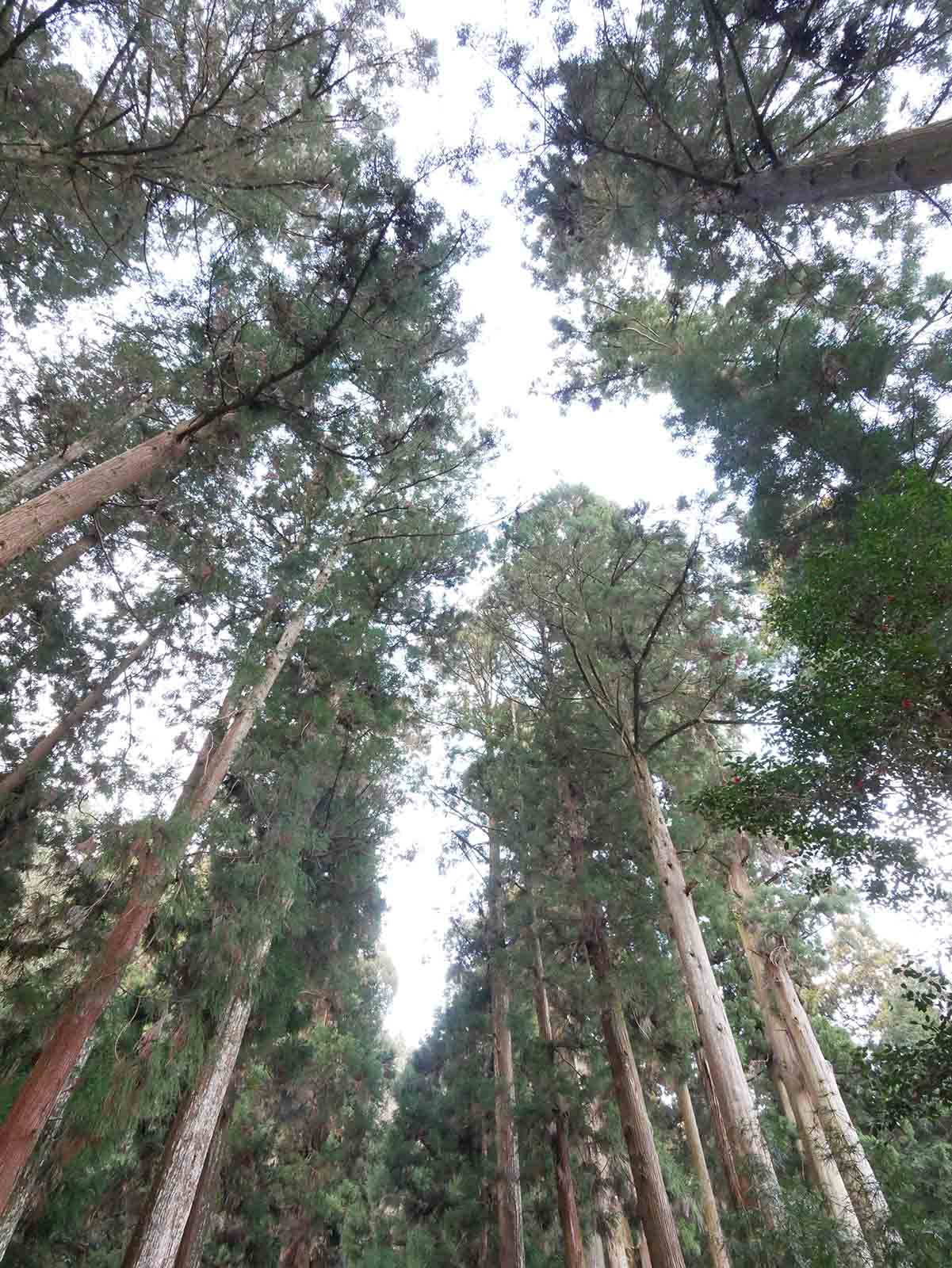 岩湧寺の老杉の森