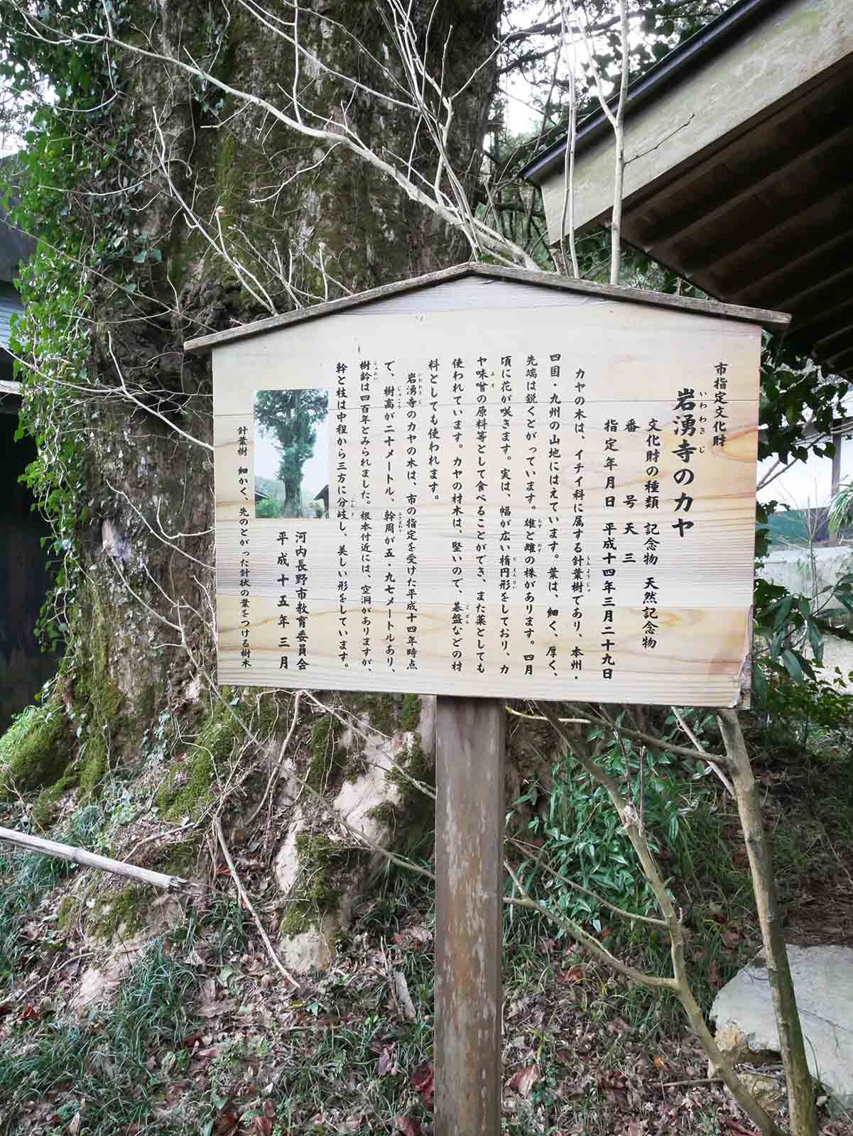 岩湧寺のカヤ