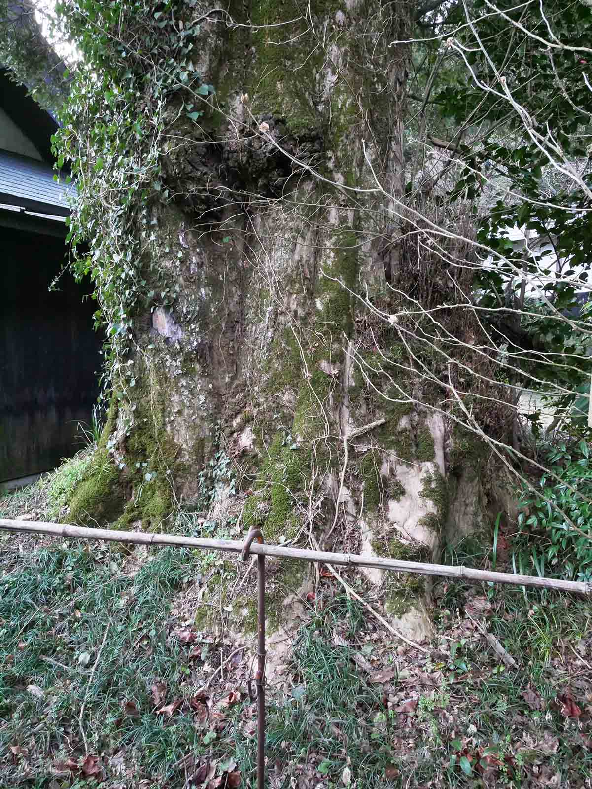 岩湧寺のカヤ