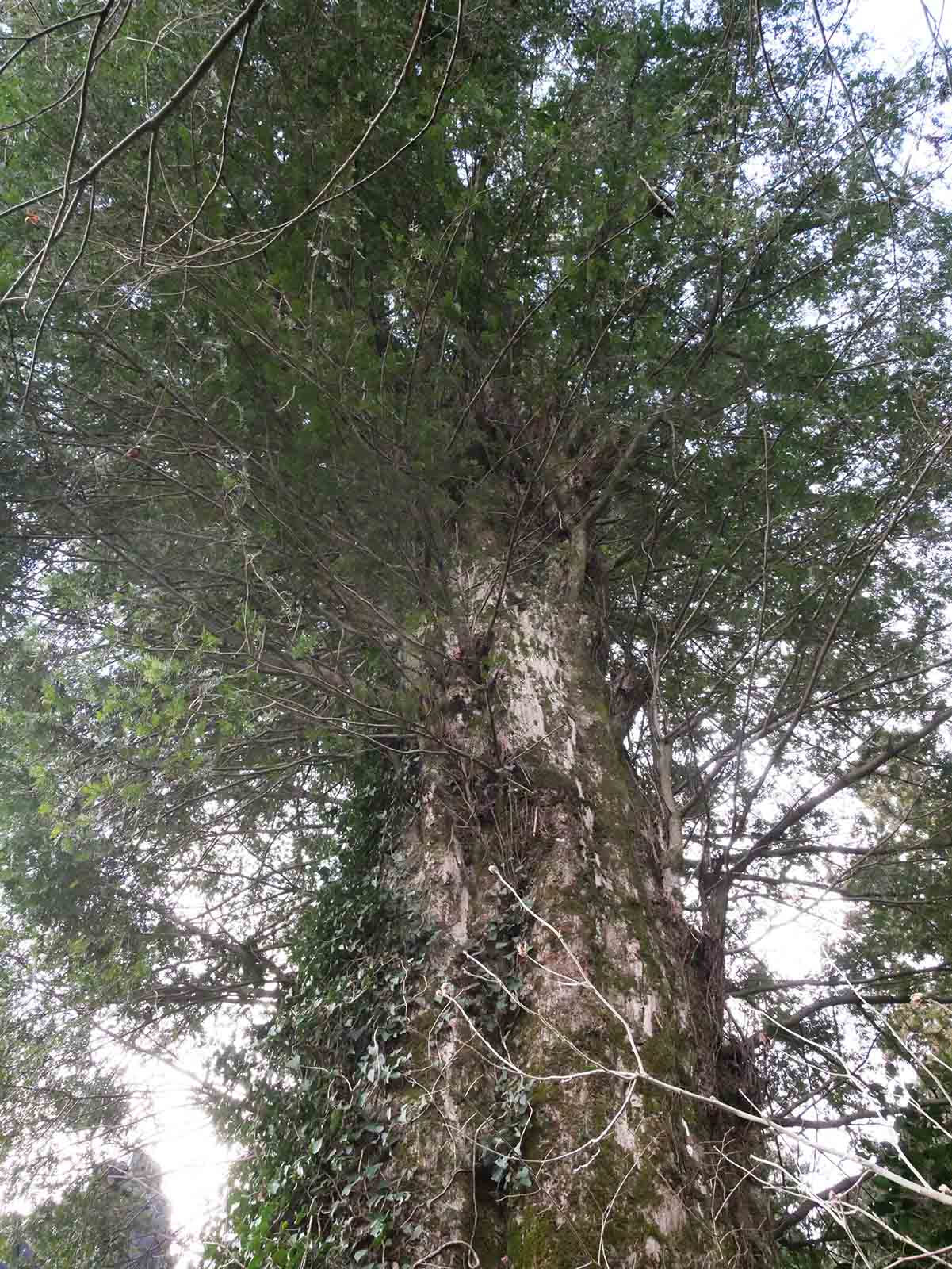 岩湧寺のカヤ