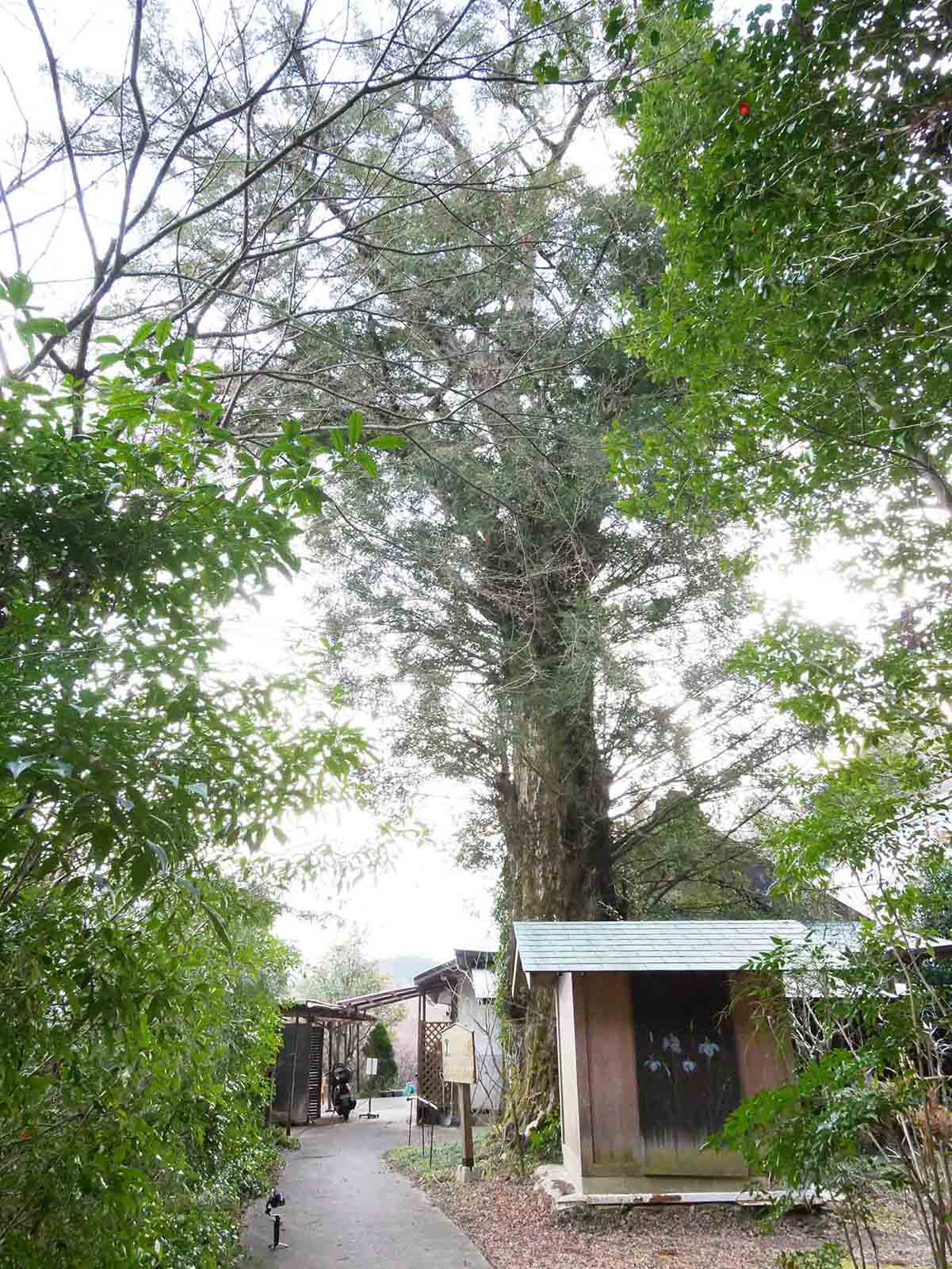 岩湧寺のカヤ