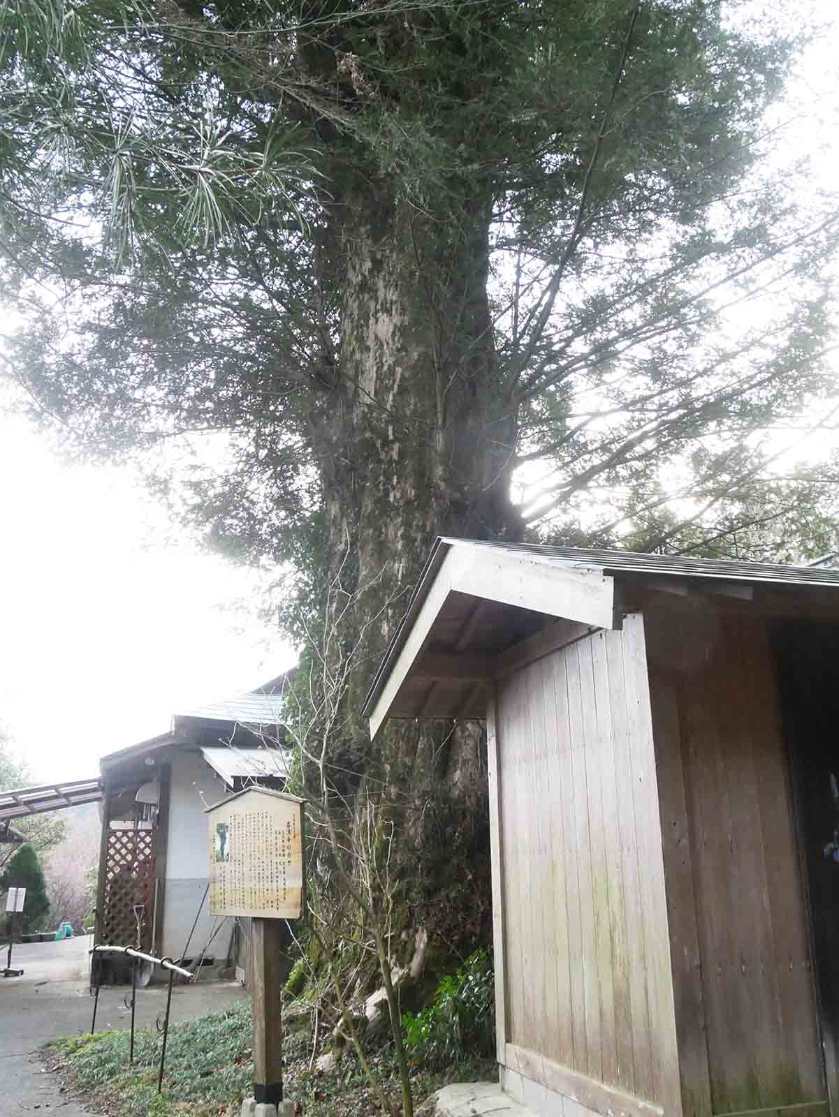 岩湧寺のカヤ