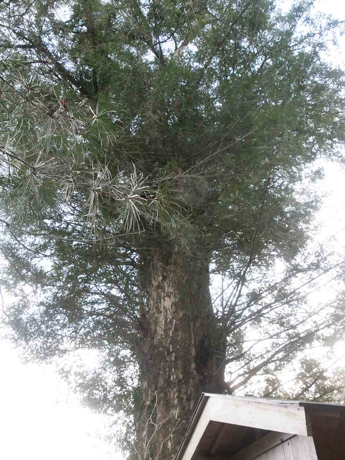 岩湧寺のカヤ