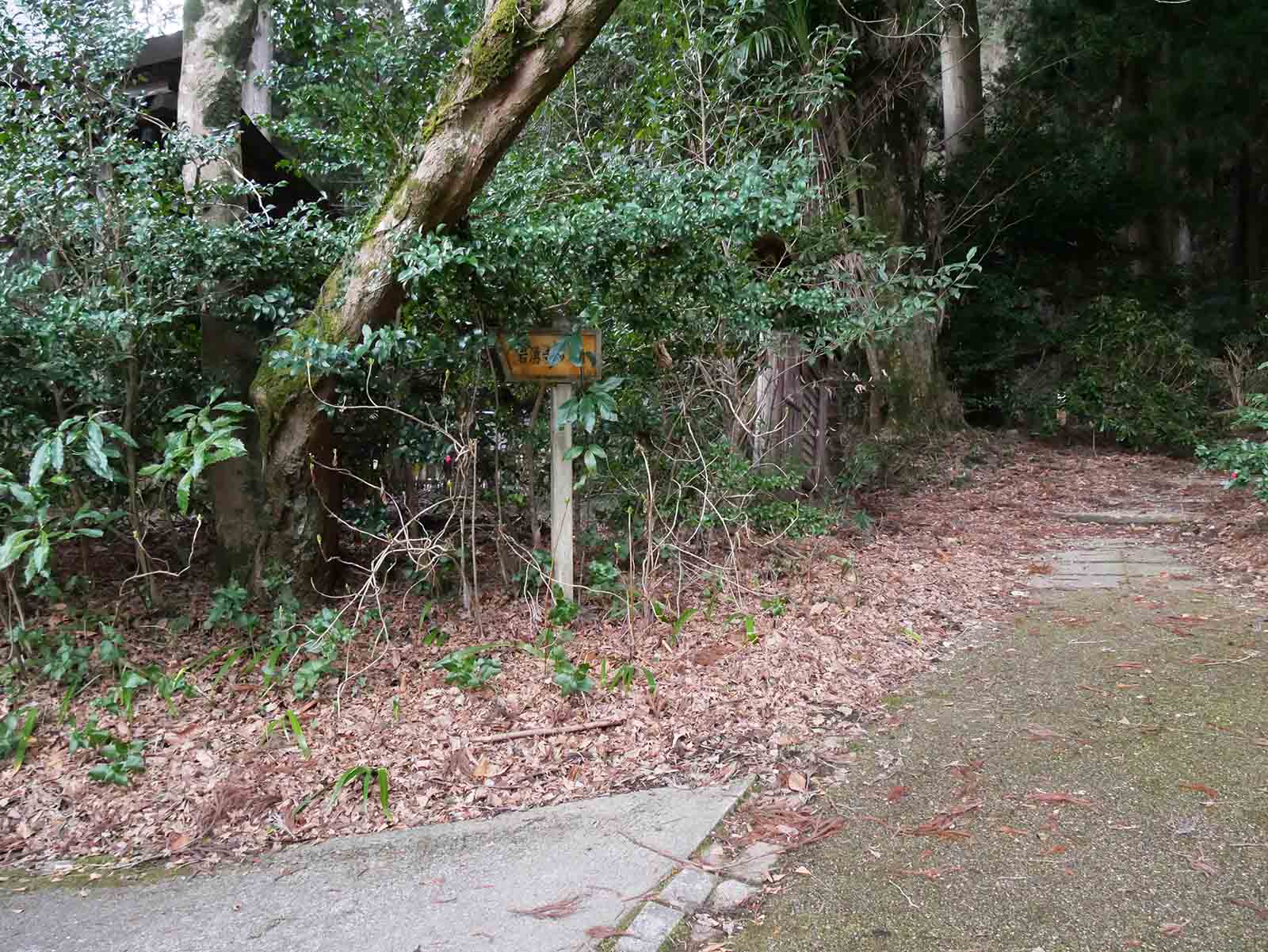 岩湧寺のカヤ