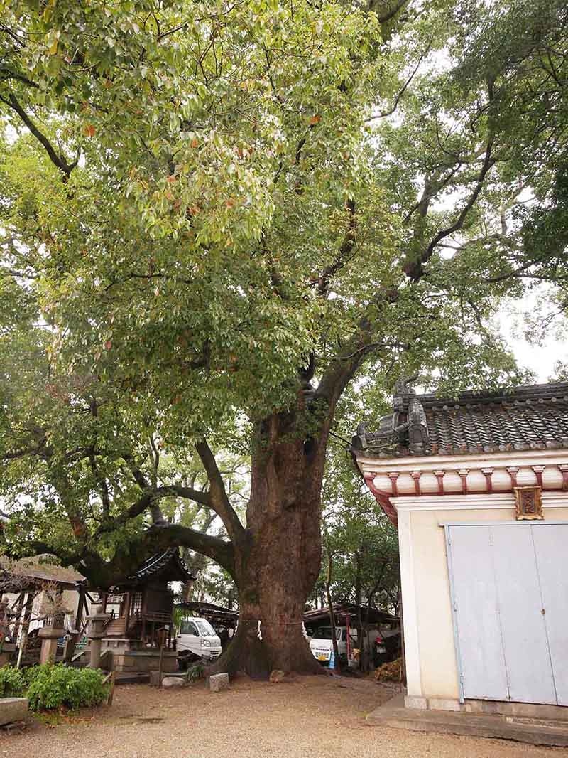 道明寺天満宮のクスノキ