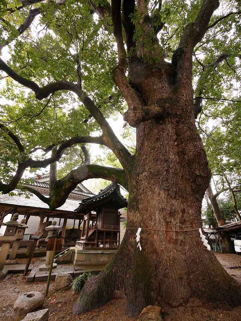 道明寺天満宮のクスノキ