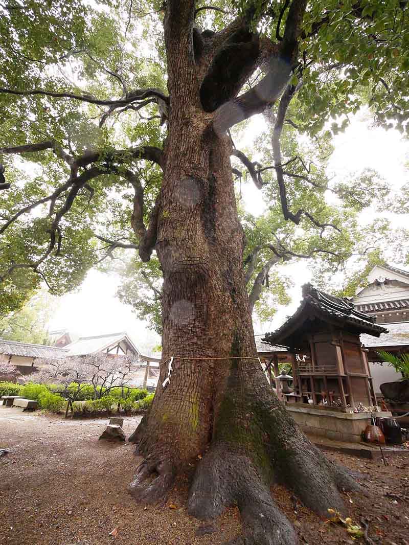 道明寺天満宮のクスノキ