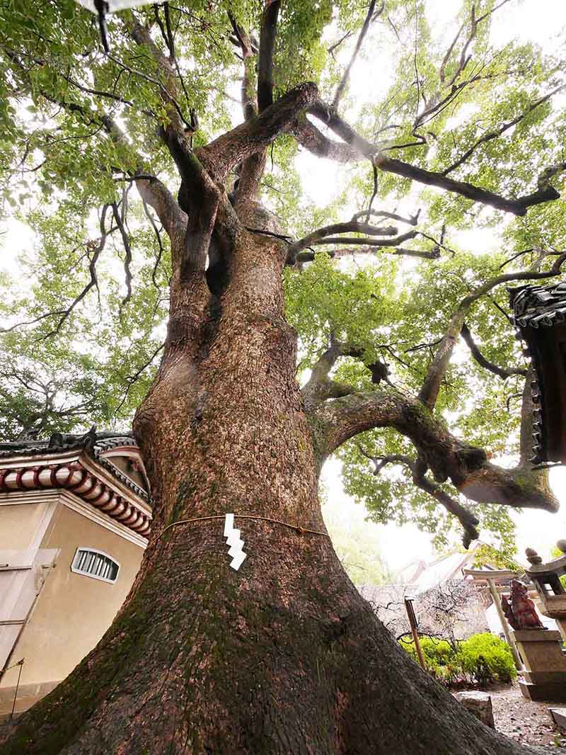 道明寺天満宮のクスノキ