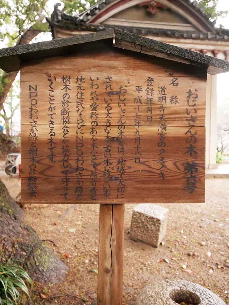 道明寺天満宮のクスノキ