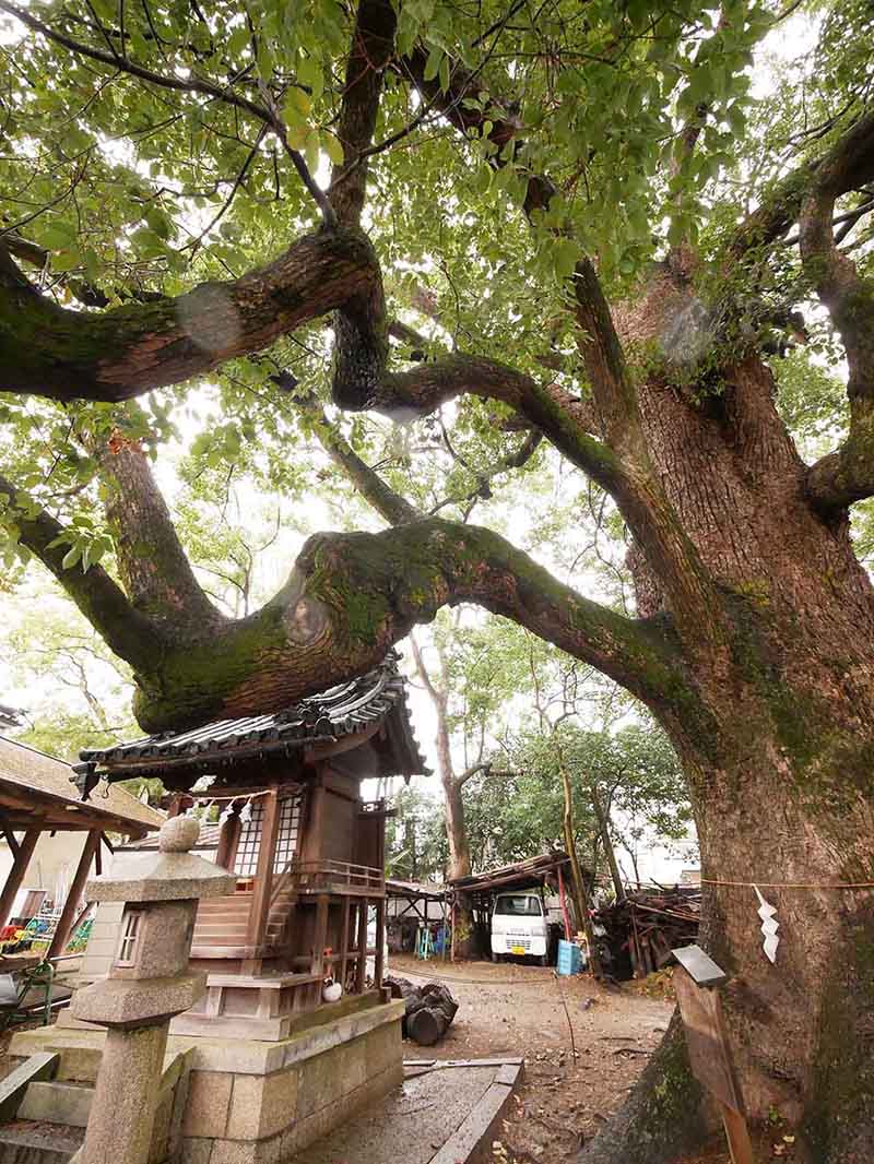 道明寺天満宮のクスノキ