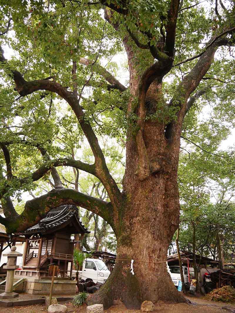 道明寺天満宮のクスノキ