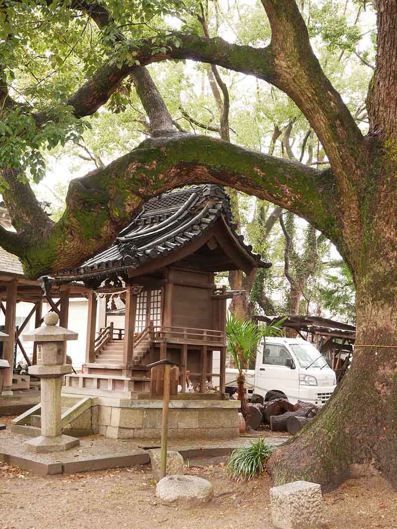 道明寺天満宮のクスノキ