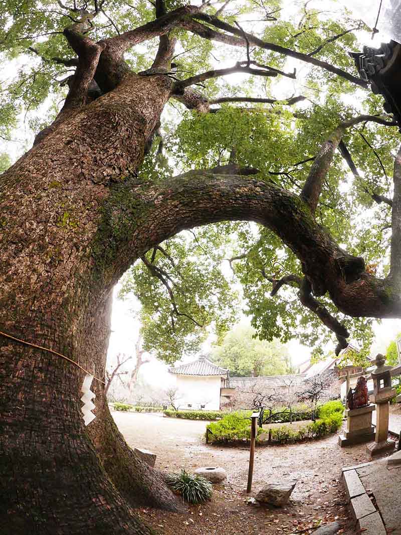 道明寺天満宮のクスノキ