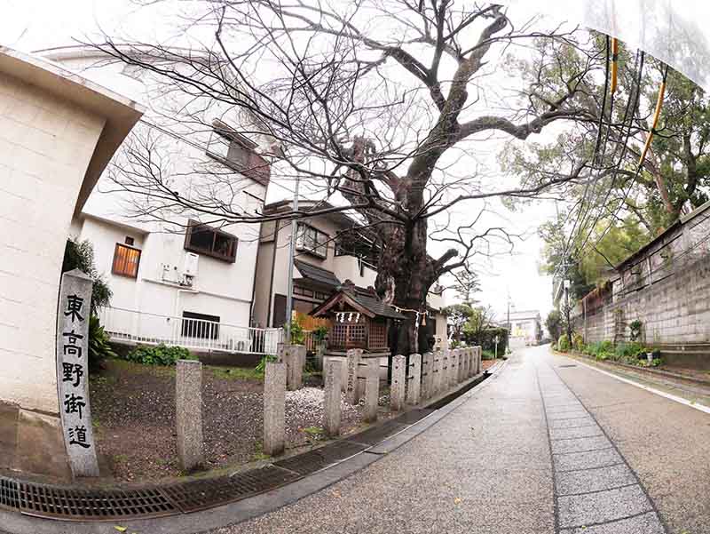 白光龍王大神のムクノキ