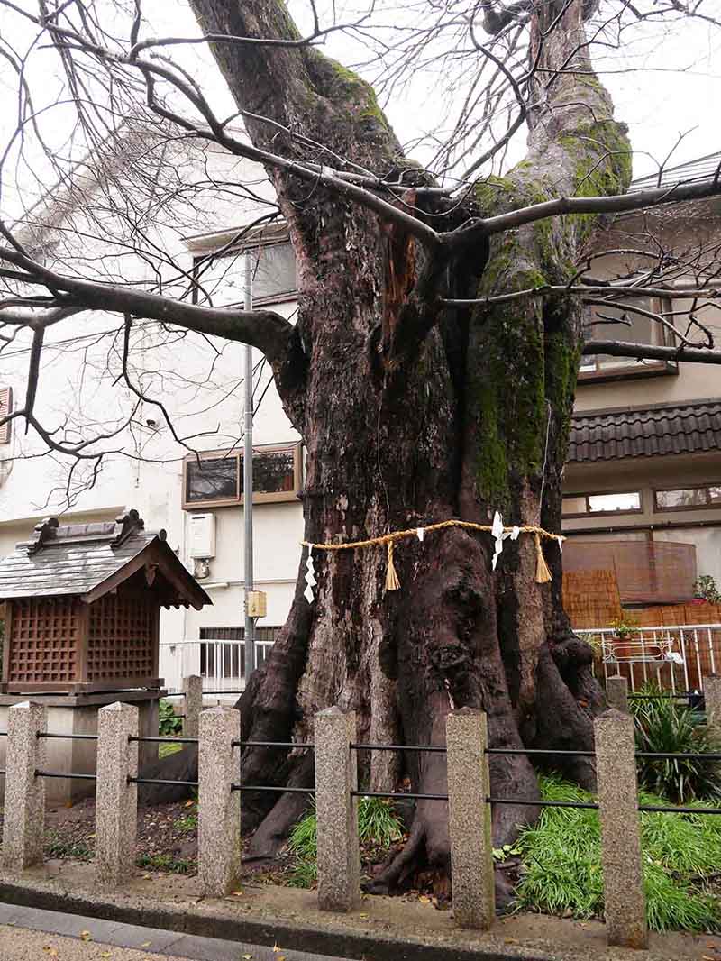 白光龍王大神のムクノキ