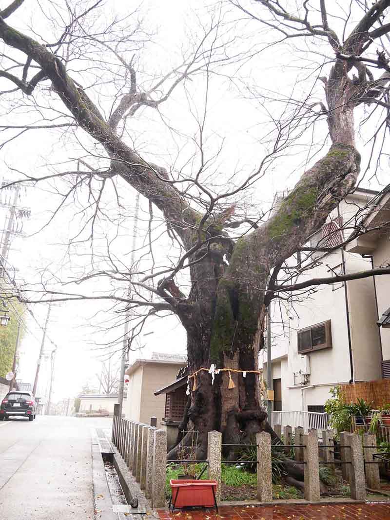 白光龍王大神のムクノキ