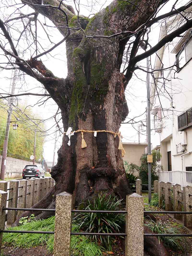 白光龍王大神のムクノキ