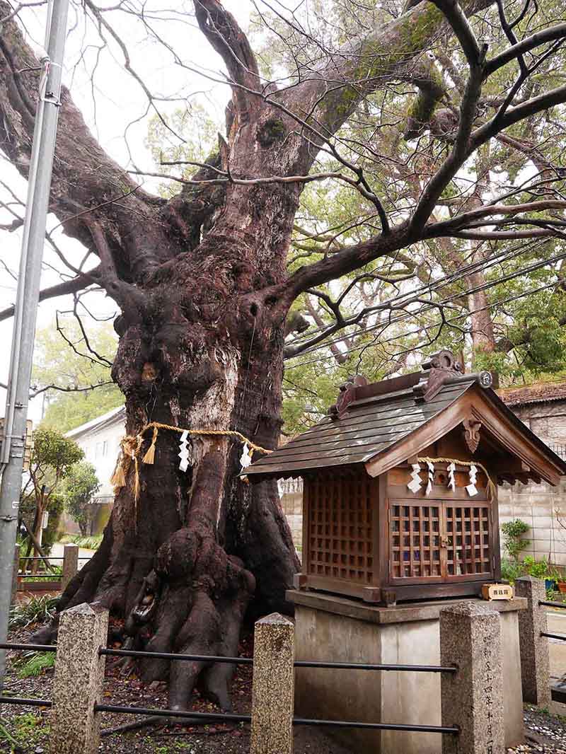 白光龍王大神のムクノキ