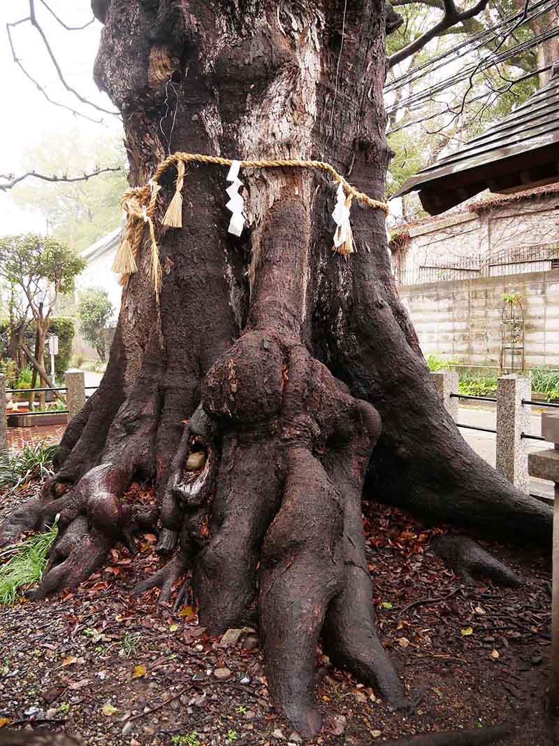 白光龍王大神のムクノキ