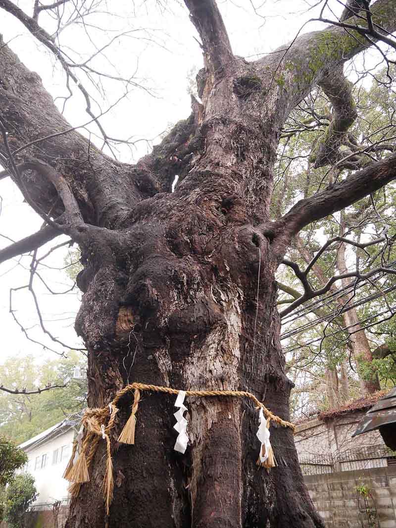 白光龍王大神のムクノキ