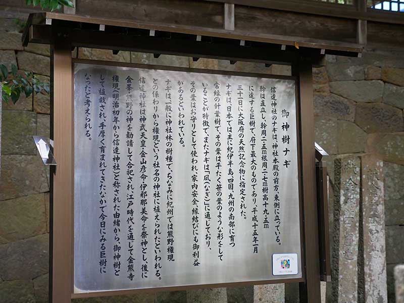 信達神社のナギ