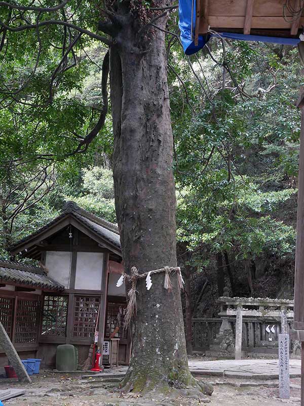 信達神社のナギ