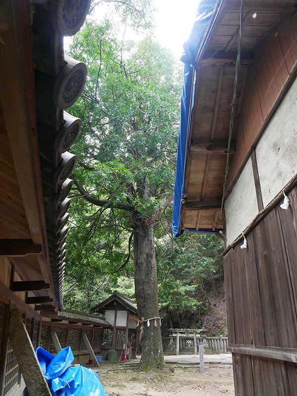 信達神社のナギ