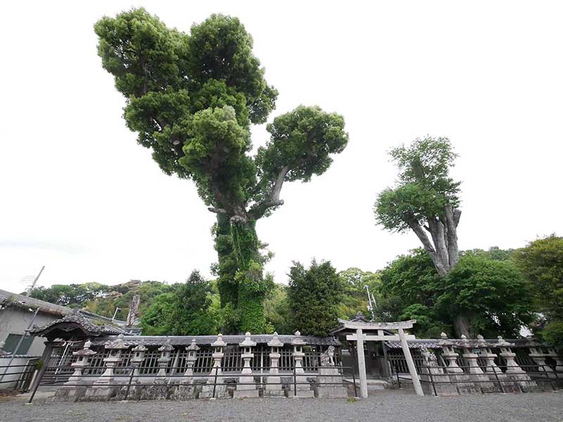 土丸春日神社のクス