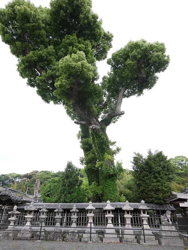 土丸春日神社のクス