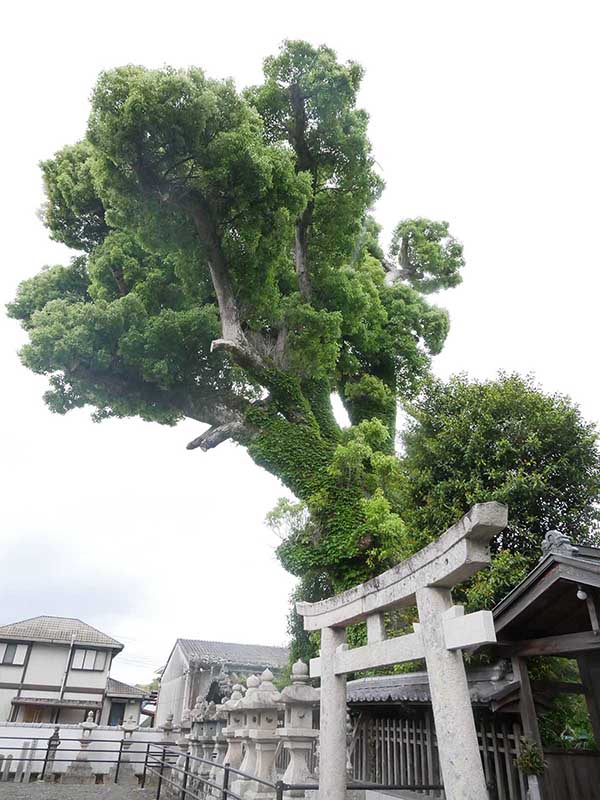 土丸春日神社のクス