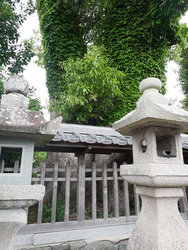 土丸春日神社のクス