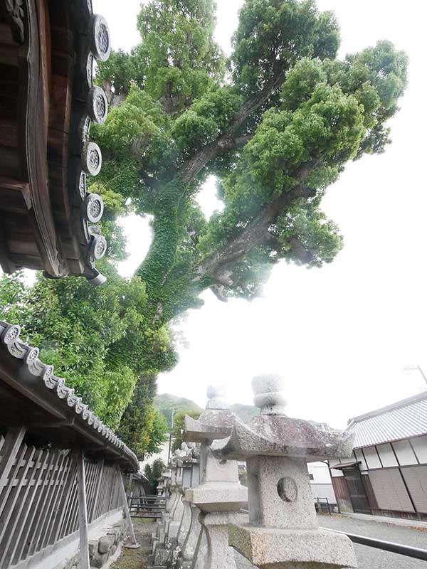 土丸春日神社のクス