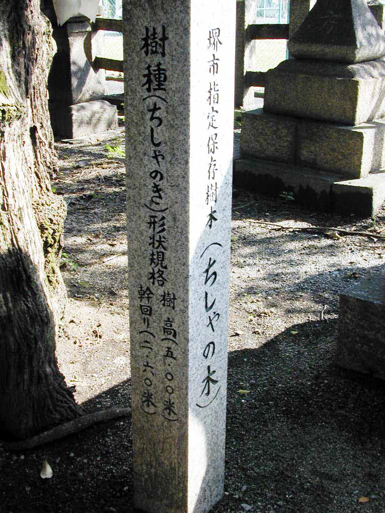 田守神社のチシャノキ