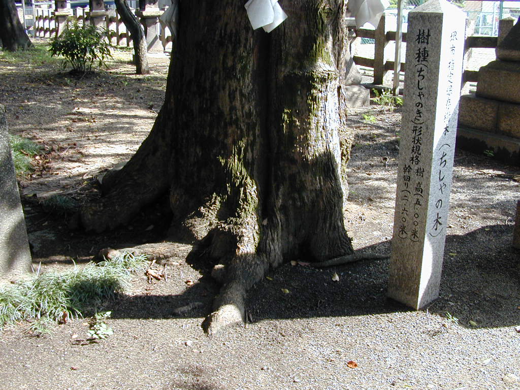 田守神社のチシャノキ