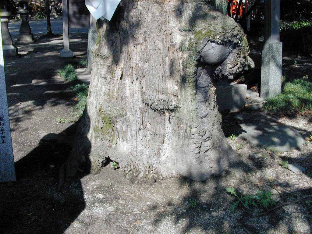 田守神社のチシャノキ