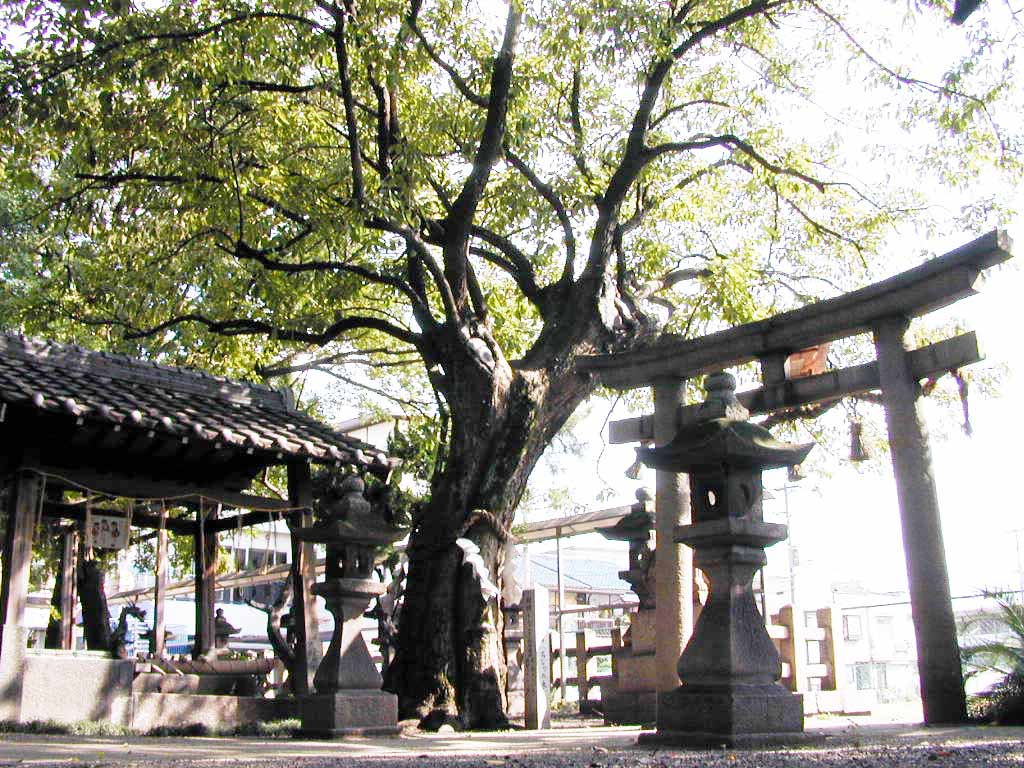 田守神社のチシャノキ