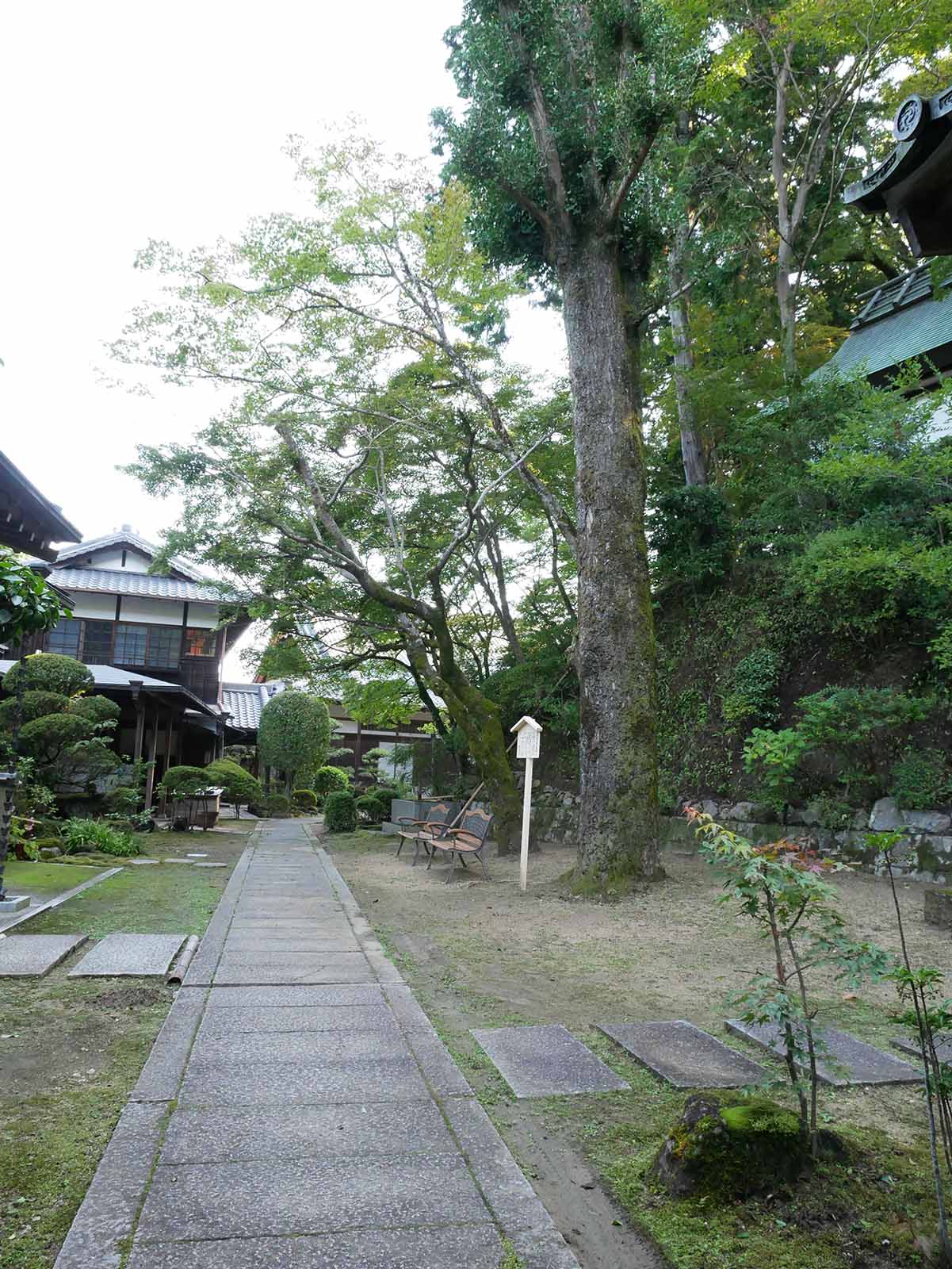 楠妣庵観音寺のイチョウ