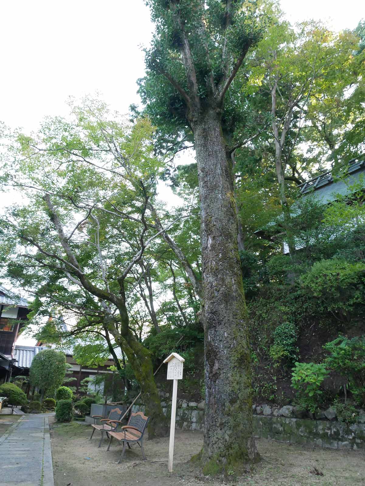 楠妣庵観音寺のイチョウ