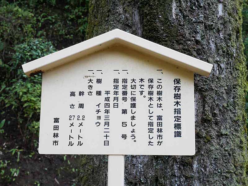 楠妣庵観音寺のイチョウ