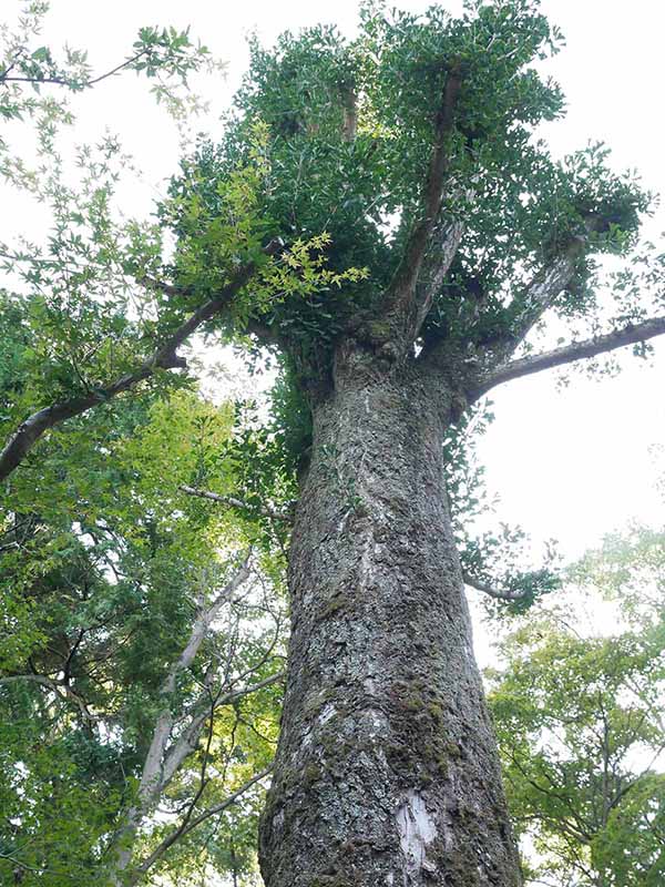 楠妣庵観音寺のイチョウ