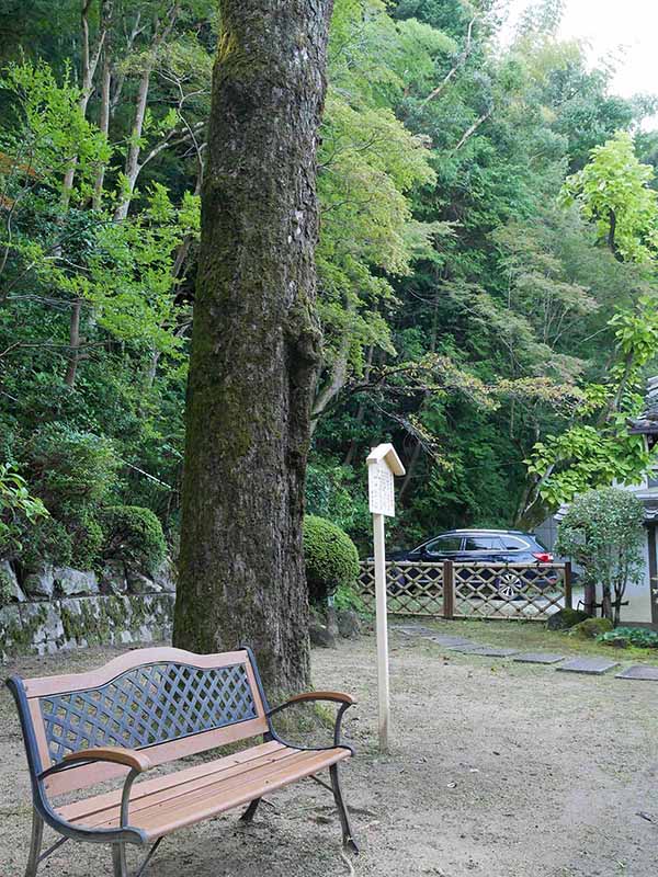 楠妣庵観音寺のイチョウ