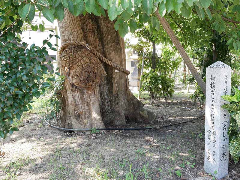 田守神社のチシャノキ